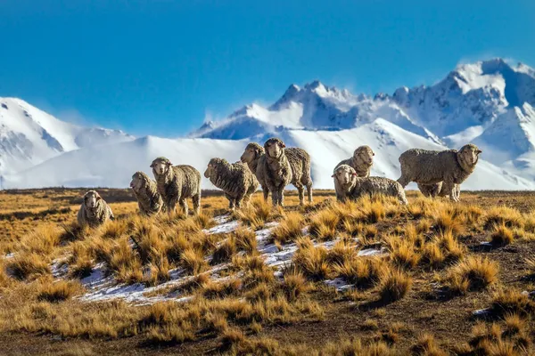 Premium Merino Sheep Lake Tekapo Irishman Creek Station